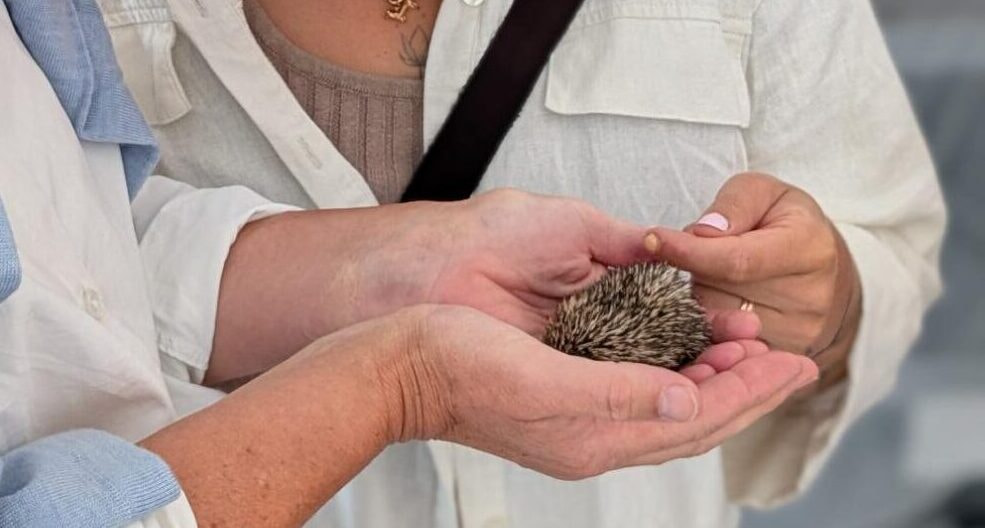 igel